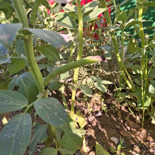 📝 Cuidado del Huerto y Cultivo de Habas