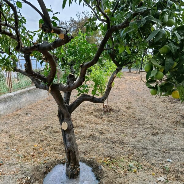 “Nuestro Huerto Escolar ya está listo”