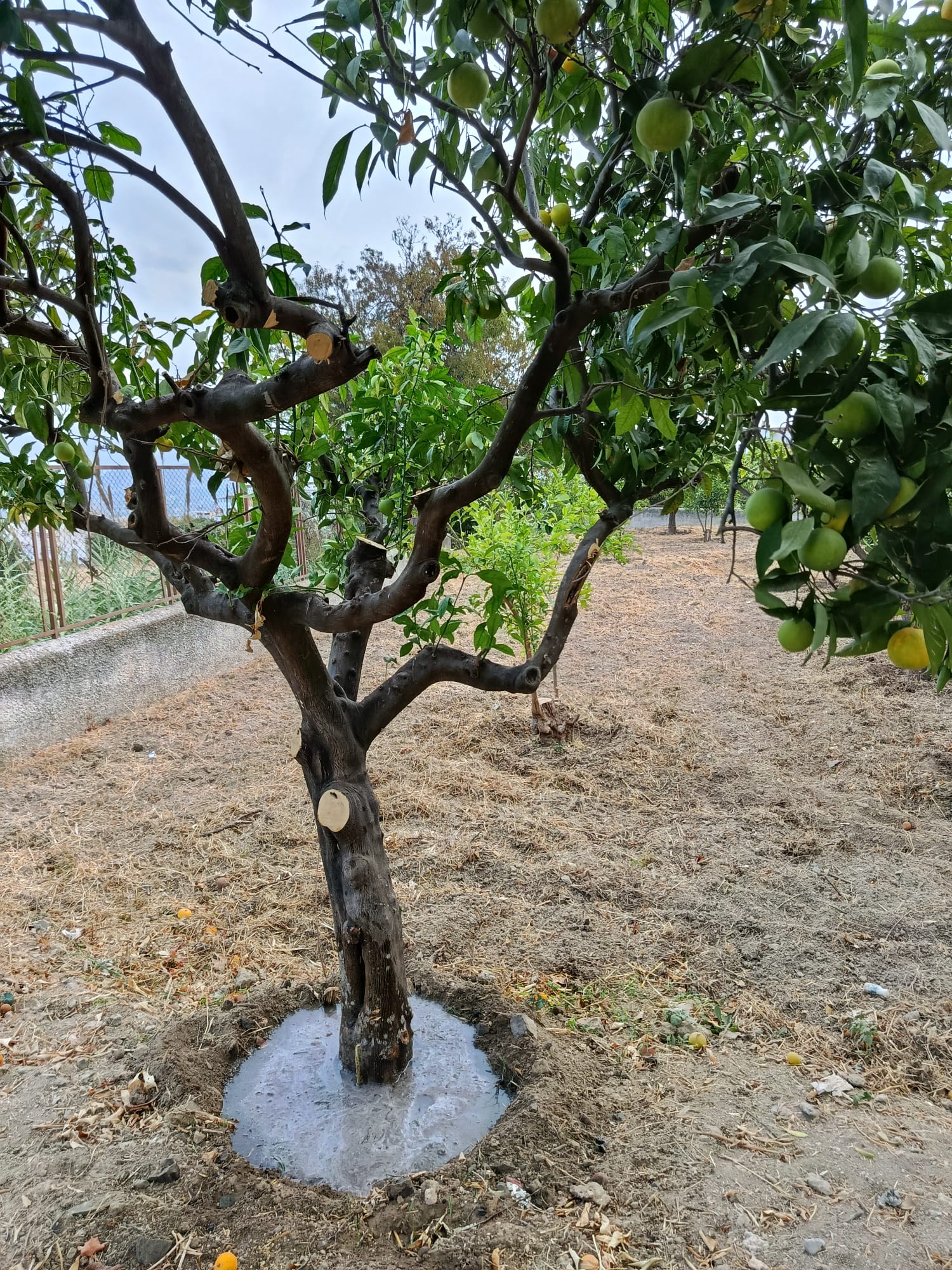 “Nuestro Huerto Escolar ya está listo”