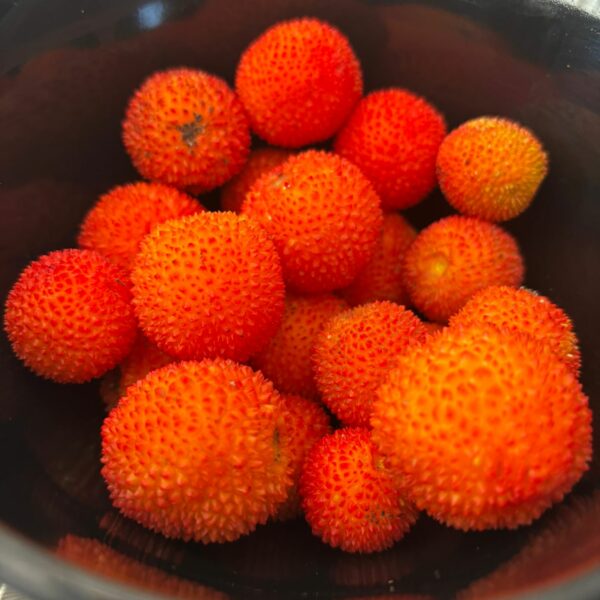 🌿✨ “Cuidamos y seguimos nuestro huerto escolar” ✨🌿