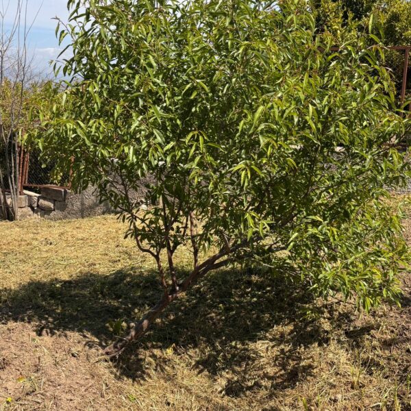 SALIDA. A BIO PARC DE SEGUNDO CICLO. APRENDIENDO SOBRE ANIMALES Y SOSTENIBILIDAD