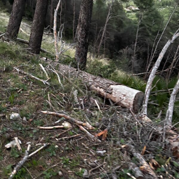 🌿 RECOGIDA DE TRONCOS PARA LA CHARCA DE BIODIVERSIDAD: APRENDIENDO DEL ENTORNO