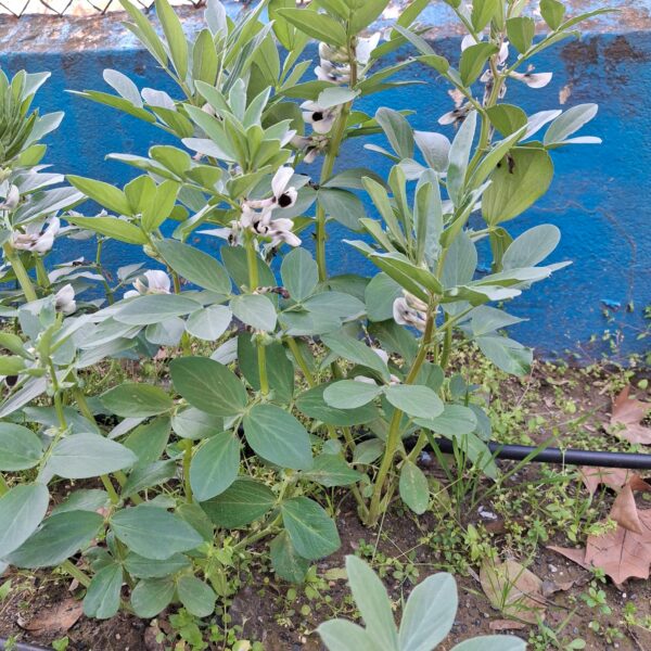 REFLEXIONAMOS SOBRE EL CRECIMIENTO DE HABAS Y SU CICLO DE LA VIDA