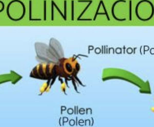 Polinización 🐝🌸