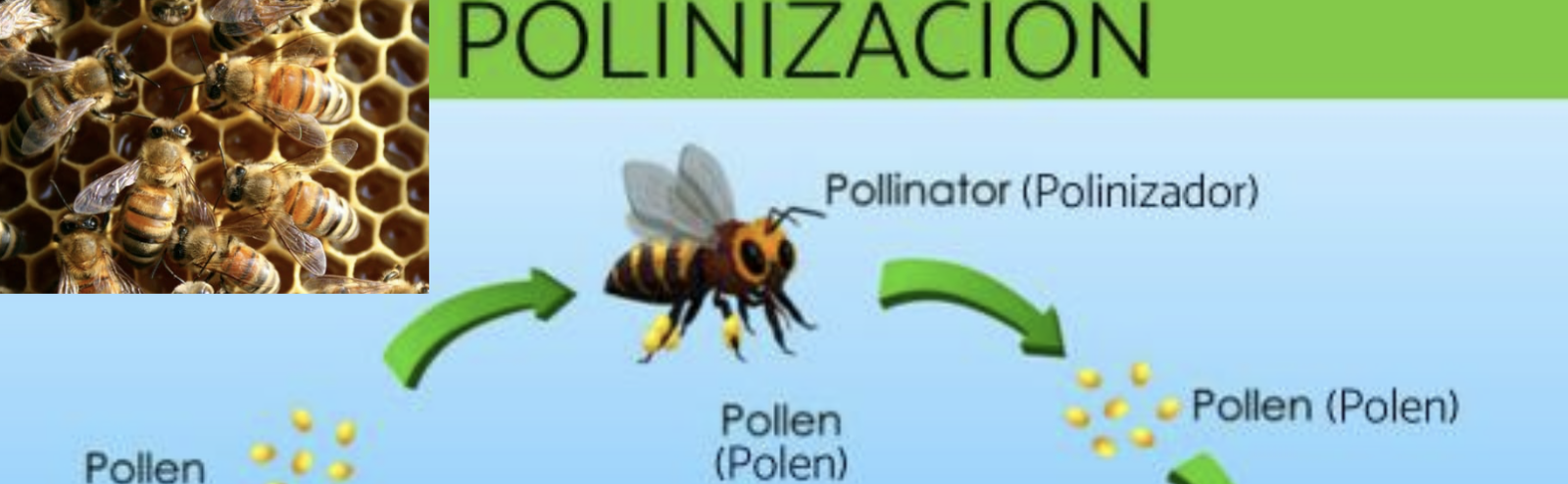Polinización 🐝🌸