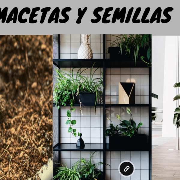 Macetas y semillas 🌱🌼