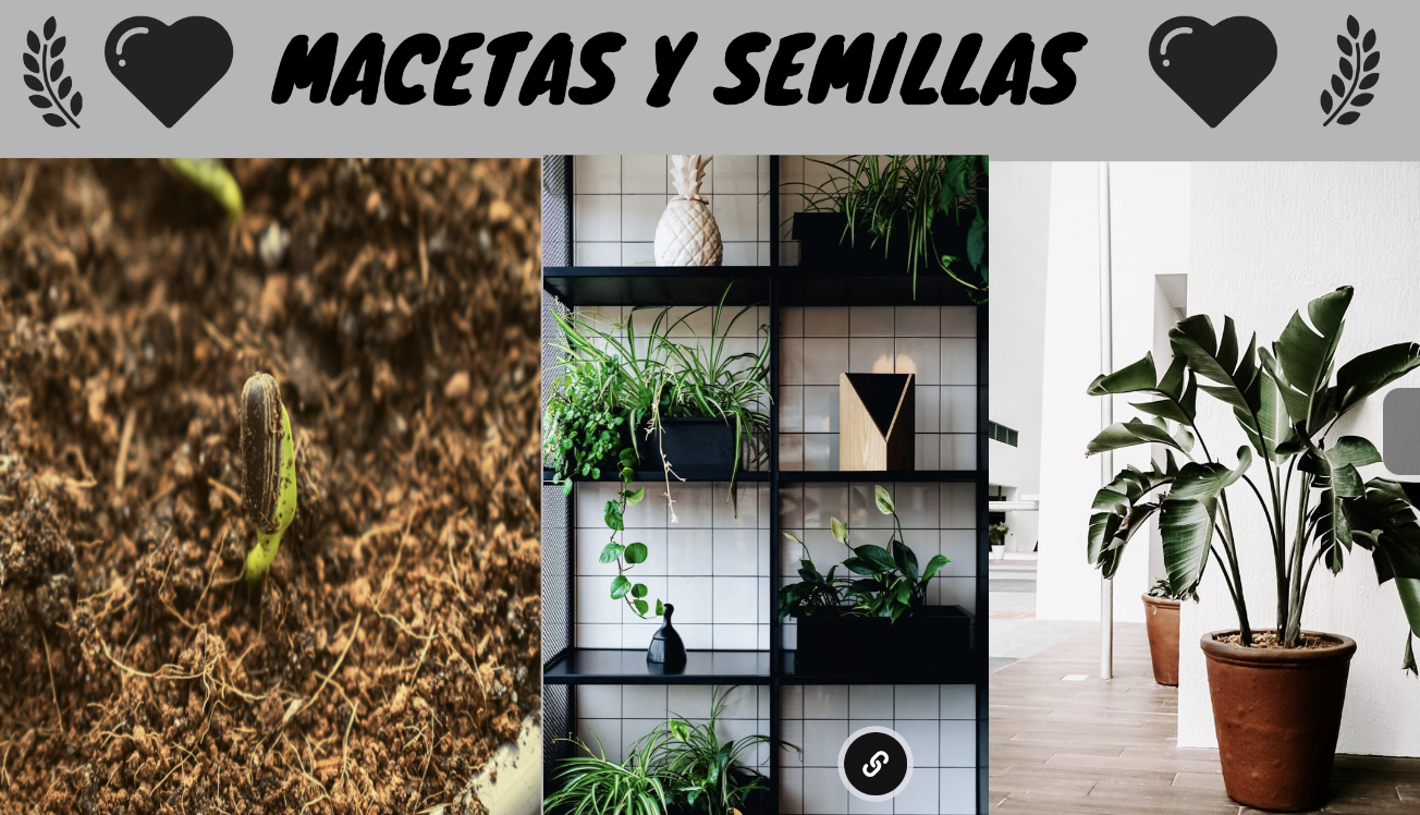 Macetas y semillas 🌱🌼