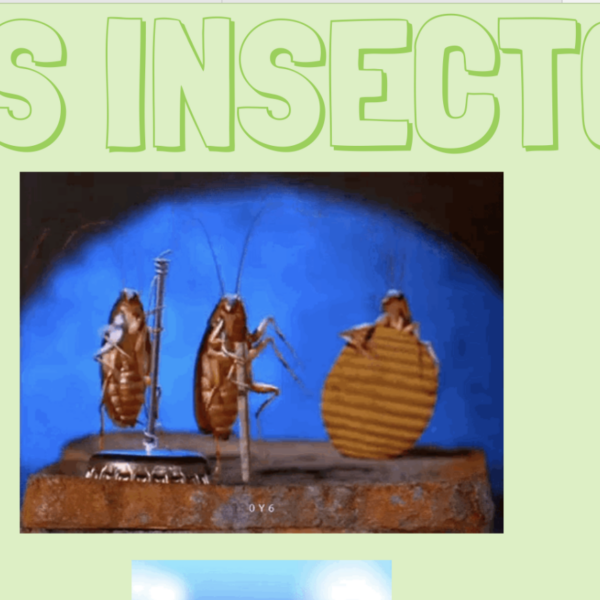 Detectives de insectos 🕵️‍♂️🐞